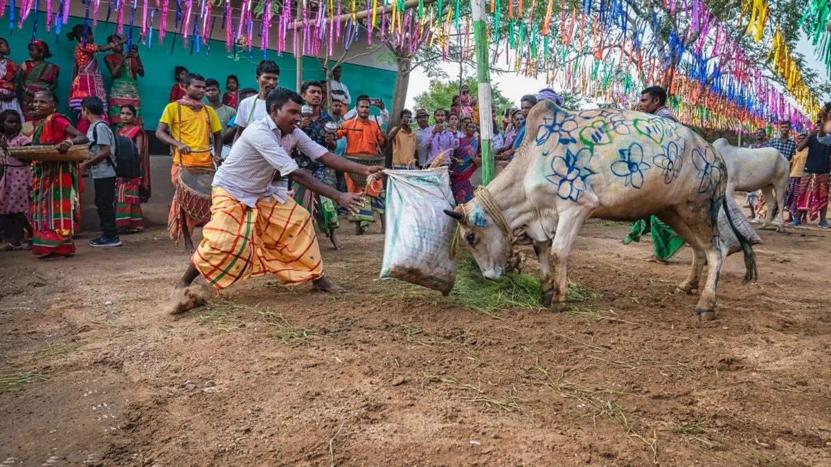 सांकेतिक तस्वीर: भारत में आदिवासी त्योहार में सजाए गए बैल और पारंपरिक नृत्य